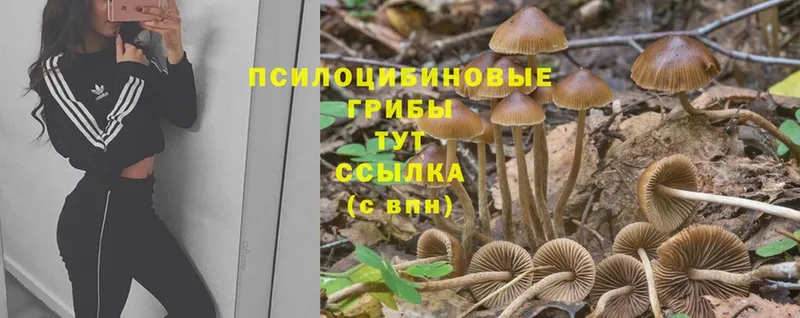 Псилоцибиновые грибы GOLDEN TEACHER  купить  сайты  Ершов 